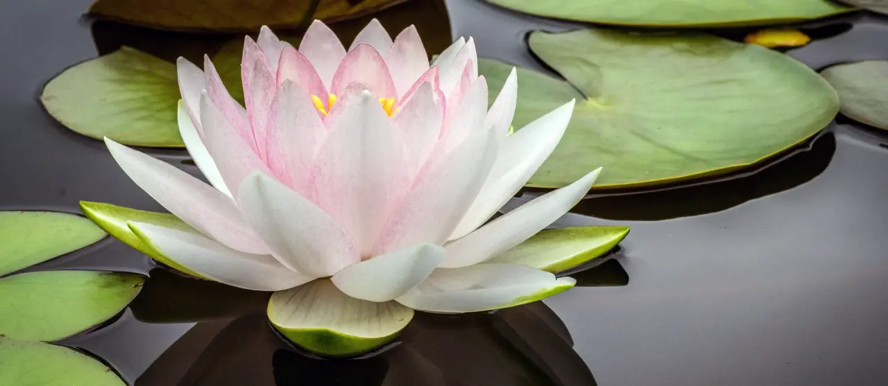 Beautiful pink and white lotus flower blooming on lily pads on dark water